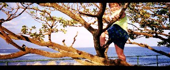 Asa in a tree on Maui - January 2, 2001